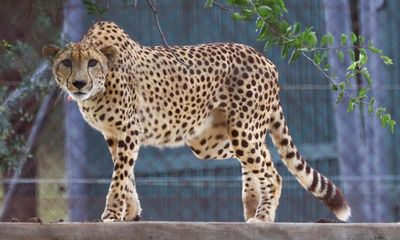 Cheetah deaths raise questions over India’s reintroduction scheme