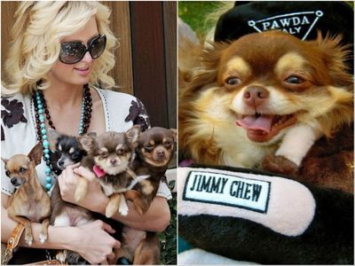 Paris Hilton ‘heartbroken’ and ‘devastated’ by death of chihuahua Harajuku B**** aged 23