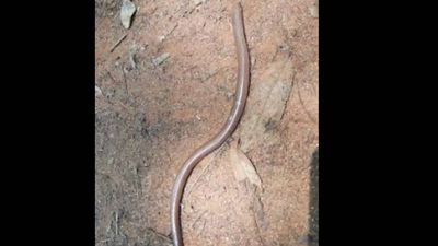 Elusive Barkudia limbless skink discovered at Kambalakonda Wildlife Sanctuary in Vizag