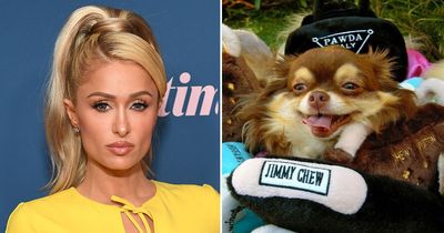 Paris Hilton heartbroken as dog dies at 23 and says her iconic Chihuahua 'was family'