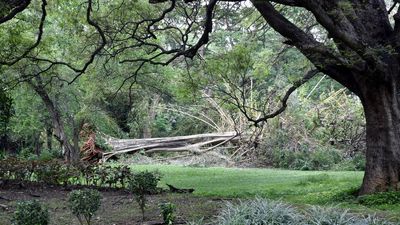 38 trees uprooted in Cubbon Park after Sunday’s thundershowers