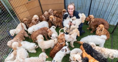 UK's 'favourite' dogs dumped in kennels by breeders who can't sell them