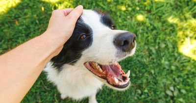 Vet warns of nine hidden dangers for your dog in your own garden - including 'poison'