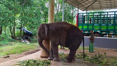Expert panel to treat ailing elephant calf at Kottoor
