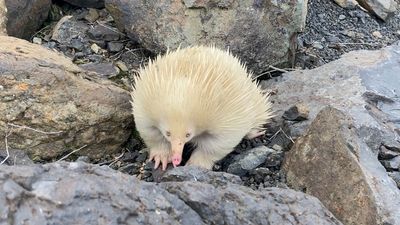 Rarest of rare: 2 albino egg-laying mammals spotted in Australia