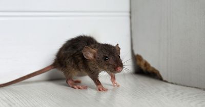 'I use a common household ingredient to stop rats from coming into my house'