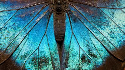 All butterflies evolved from ancient moths in North America 100 million years ago