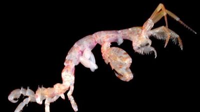 New species of skeleton shrimp identified after discovery on Gippsland Lakes