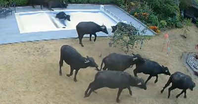 Buffalo herd tramples Essex couple's garden in stampede causing £25K damage