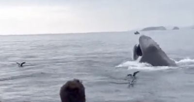 Stunning footage shows humpback whale feeding near West Cork pub