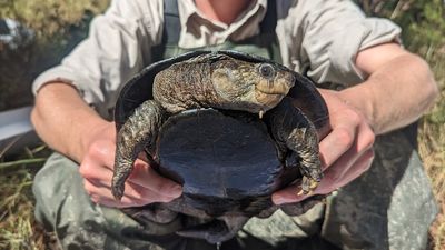 Researchers discover endangered white-throated snapping turtle in Queensland creek