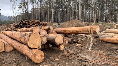 Victorian government to provide hundreds of millions in support for workers leaving embattled logging industry