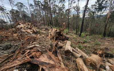 Victoria swings axe to fell native logging industry