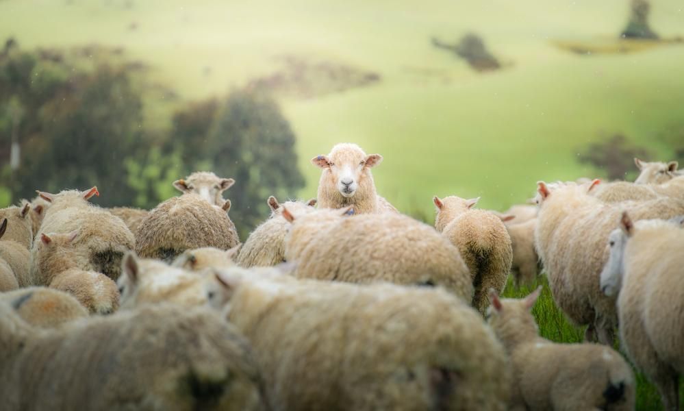 New Zealand’s ratio of sheep to humans at lowest point…
