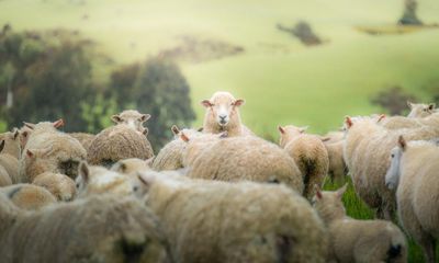 New Zealand’s ratio of sheep to humans at lowest point in 170 years