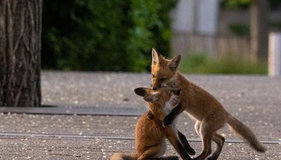 Millennium Park fox family is the latest Chicago wildlife to go viral