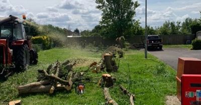 Trees chopped down at mobile home site despite preservation order being in place