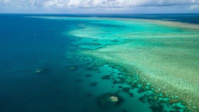 Chlamydia-like bacteria found in Great Barrier Reef, study finds
