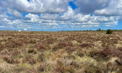 Country diary: A boggy, untouched paradise for wildlife