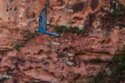 Brazilian dilemma: endangered macaw vs wind farm