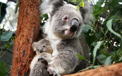 Loggers targeting one fifth of planned NSW koala park