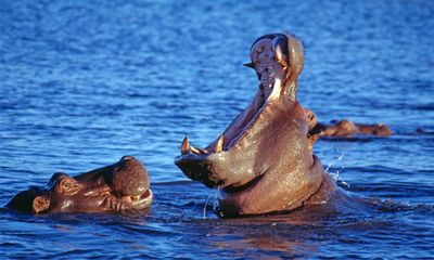 Imports of ivory from hippos, orcas and walruses to be banned in UK