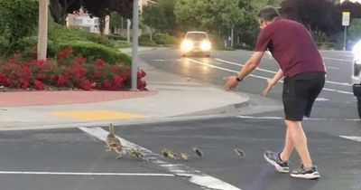 Dad tragically killed while helping ducklings cross road in front of his horrified children