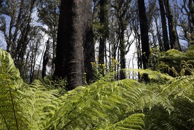 End of native logging in Victoria ‘a monumental win for forests’, say conservationists