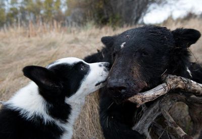 How training dogs to chase bears might just save a grizzly or two