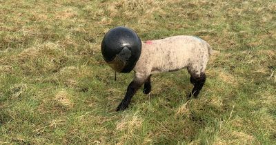 Lamb found wandering field with motorcycle helmet fitted 'perfectly' over head