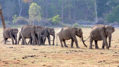 Why do large animals move slowly? New study points a finger at body heat