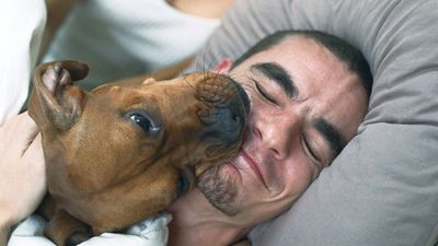 I love my dog but hate when he licks my face - here’s how I stopped this behavior