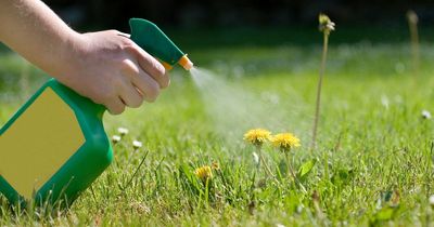 Mum makes 'best weed killer ever' with store cupboard ingredients that cost £1