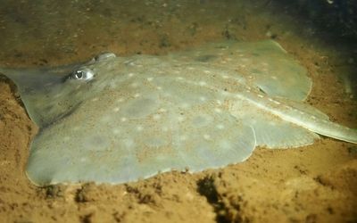 Environment Minister Tanya Plibersek demands ‘extreme’ action to save maugean skate