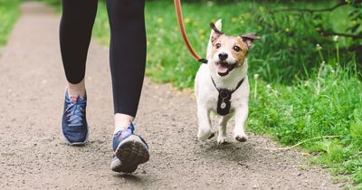 You can now get paid £700 in dog food to walk your pooch