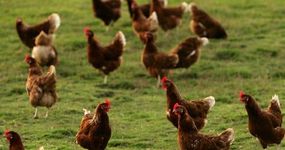 Warning to dog owners as more bird flu cases confirmed in Nottinghamshire