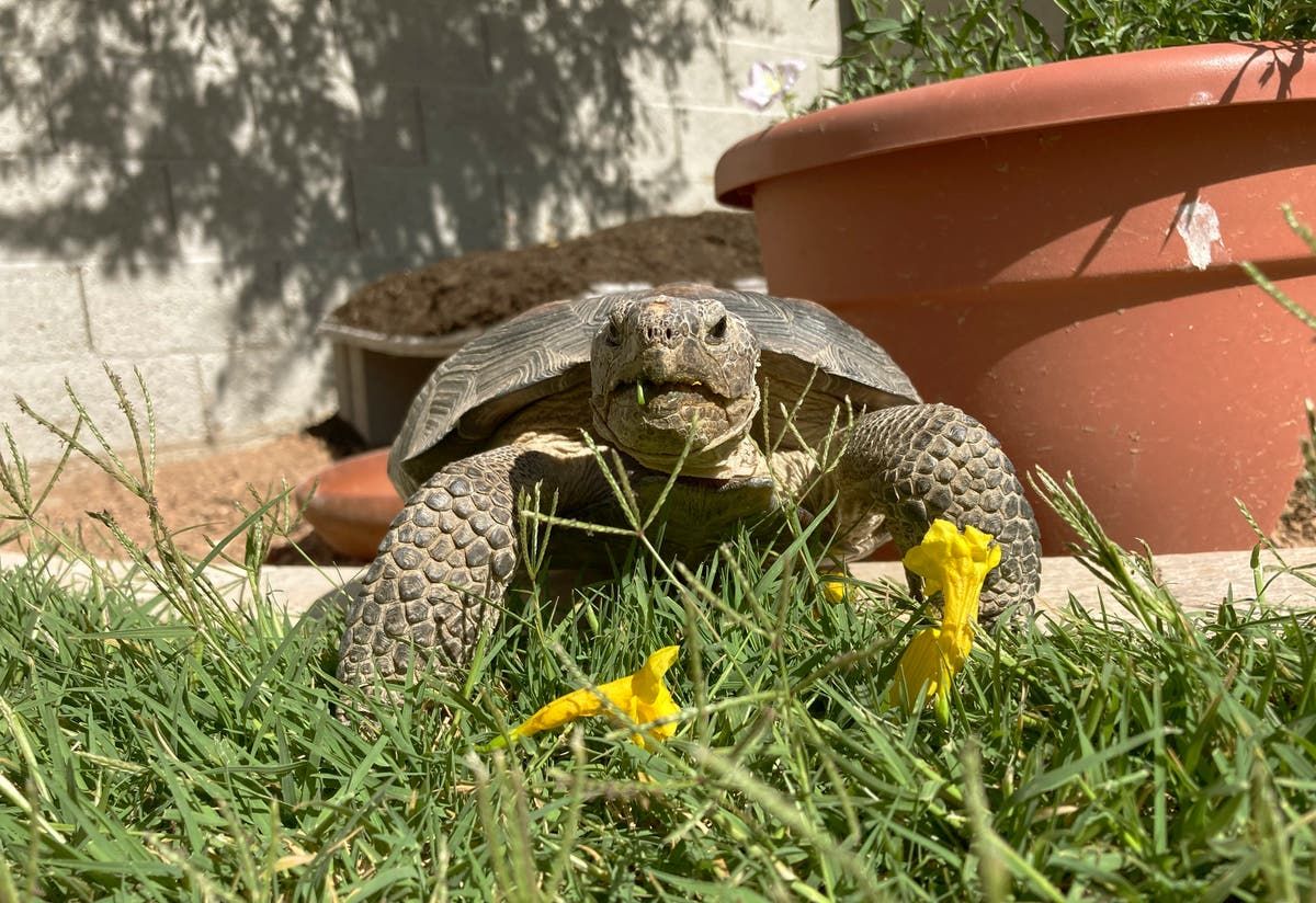 When you adopt a desert tortoise, prepare for a…