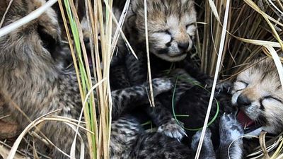 Two-month-old cheetah cub dies in Madhya Pradesh’s Kuno National Park