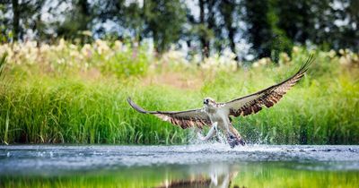 Osprey reintroduction takes off in Ireland this summer with 12 chicks