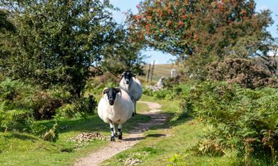 King Charles and Prince William face fight over taxpayer funds on Dartmoor