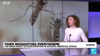 Europe monitors expansion of Asian tiger mosquitoes