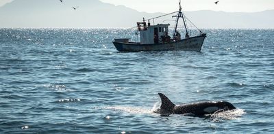 Why are killer whales attacking boats? Expert Q&A