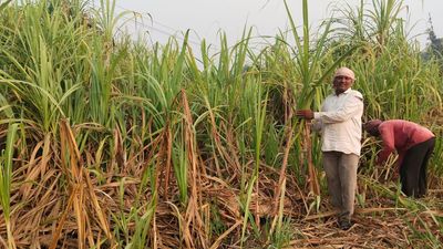 Farmers shy away from sugarcane amid rising costs and falling demand in Vizianagaram district