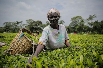 Kenya tea company suspends operations after protesters burn machines