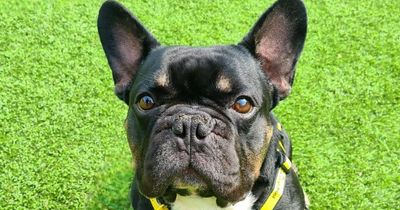 Cute rescue French Bulldog with 'adventurous spirit' seeking forever home