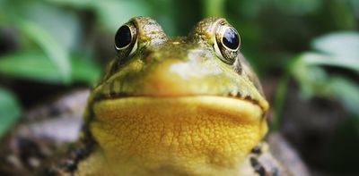 The world's worst animal disease is killing frogs worldwide. A testing breakthrough could help save them