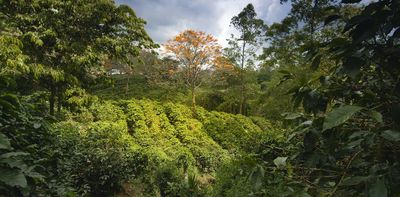 Coffee, brought to you by bees: a case study in how restoring habitat is a win-win for forests and farmers