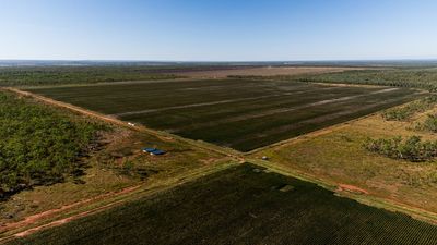 NT agribusiness strategy eyes new cropping, cotton gins in aim to grow sector to $2 billion