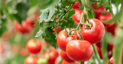 Gardening fans share 'best' tomato plant fertiliser made from one natural ingredient