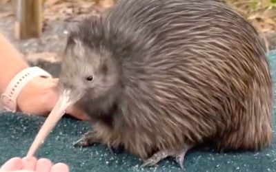 US zoo sparks diplomatic incident with ‘mistreated’ kiwi